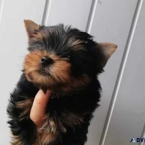 Very Tiny Teacup Yorkie Puppies Now Available now home