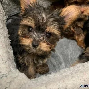 Dog for sell