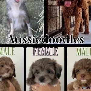 Toy Aussiedoodles