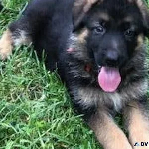 AKC German Shepard puppies