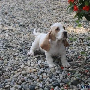Female basset hound puppy for free adoption