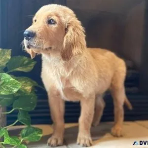 Male and Female Golden Retriever Puppies Available