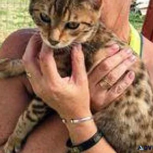 VVF Bengal Kittens Available
