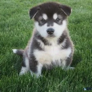 Alaskan Malamute puppies