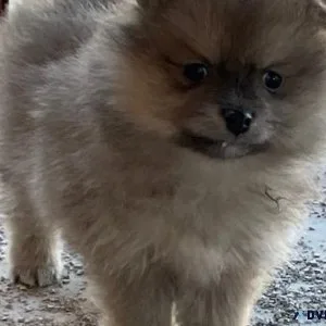 Pomeranian pups 10 weeks