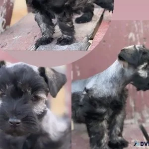 Miniature schnauzer