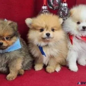 AQWE  cute Pomeranian puppies