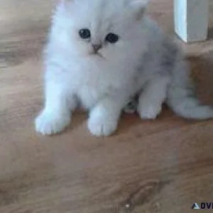 DDS Adorable Persian Kittens
