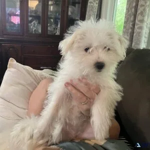 Beautiful Morkies for sale