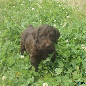 Chocolate Labradoodle puppies