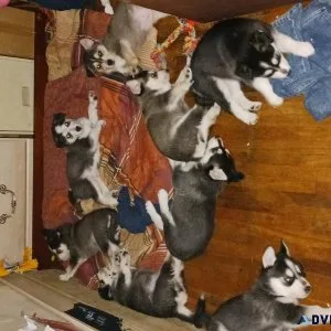Husky German shepherd cross