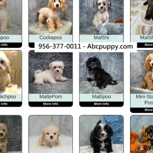 standard Poodles Maltipoos Bichpoos Malshi shihpoo puppies