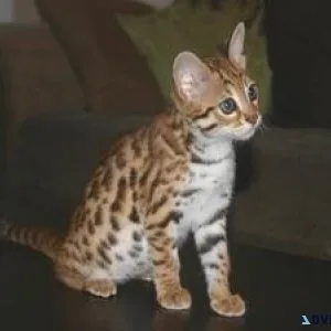 DFDF Savannah Kittens for sale