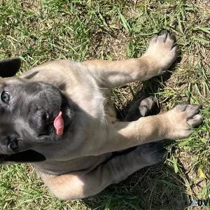 Cane corso puppy