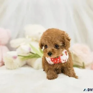Breed n Breeder is an online pet shop for Poodles in Delhi
