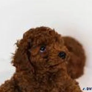 Buy Toy Poodle puppy online in Hyderabad - Breed n Breeder