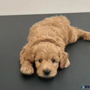 Mini golden doodle