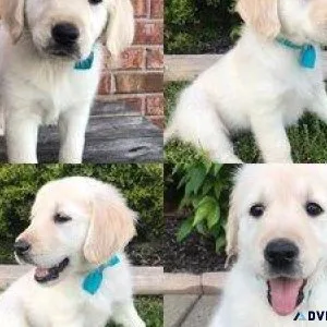 Tennessee Golden Retrievers Puppies Your Source of Love and Joy.