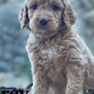 Goldendoodle
