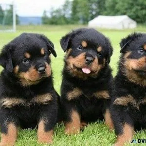 Rottweilers puppies need forever homes
