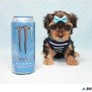 Absolutely AKC Stunning Pedigree yorkie puppies