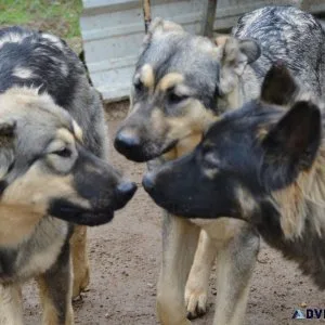 German Shepherd Mix