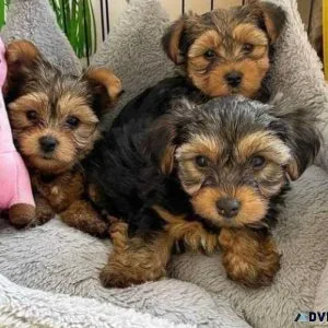 Yorkie Puppies Available for Rehoming