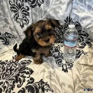 Yorkshire Terrier Pups
