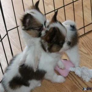 AKC Papillon puppies available.