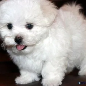 Fluffy Mal-chon puppies