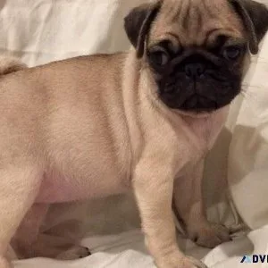 Adorable Pug puppies ready to go now.