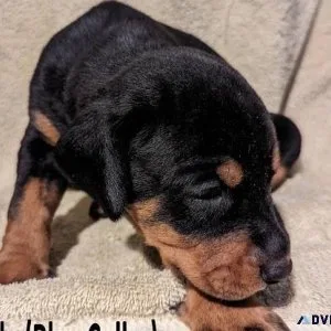 Doberman Pinscher puppies