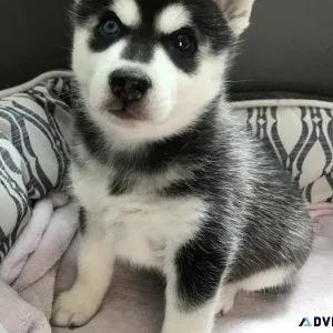 Alaskan Klee Kai Puppies