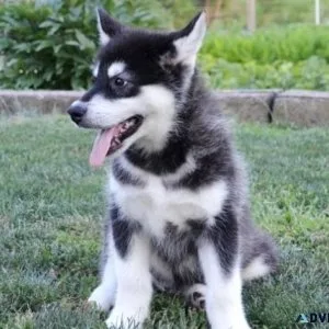 Male and female Alaskan Malamute puppies