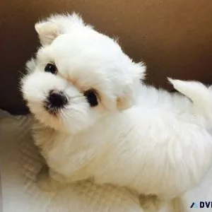 Gorgeous Teacup Maltese Puppies For Sale