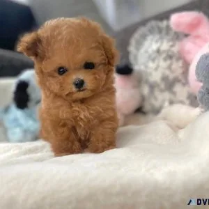 Brown color poodle puppies for sale in Mumbai - Breed n Breeder
