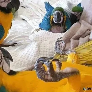 Super sweet Blue and Yellow Macaws for sale