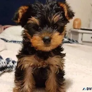 Absolutely AKC Stunning Pedigree yorkie puppies