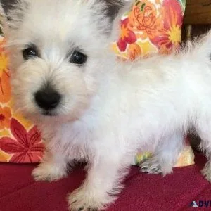 AKC reg. West Highland White Terrier Puppies for sale.