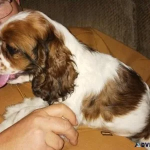 Cocker Spaniel puppies