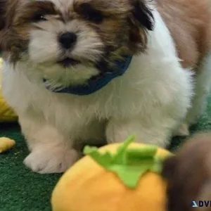 Top home raised Shih Tzu Puppies.