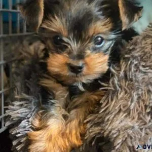 Responsible Yorkie Yorkshire Terrier Puppies