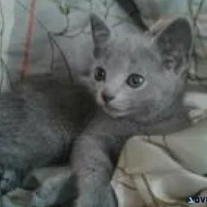 HHFJF Russian blue kittens