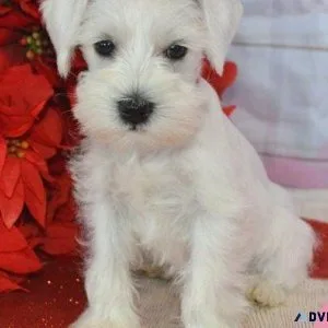Sweet Miniature Schnauzer puppies available.