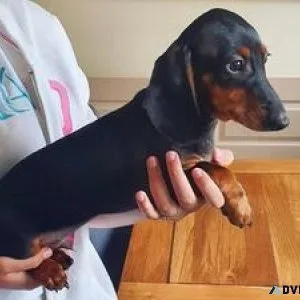 Well Socialized Dachshund Puppies For Sale.