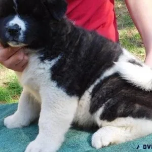 Healthy Akita puppies for sale.