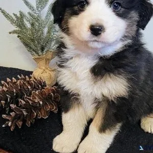 Australian Shepherd Puppies