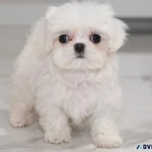 Maltese Puppies
