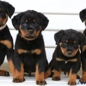 Potty Trained Rottweiler Puppies.