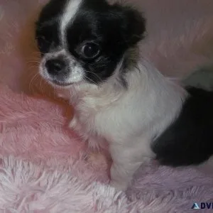 AKC Long Coat Apple Female Chihuahuas